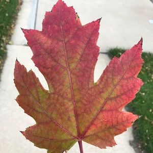 Meet your Posher, Sue